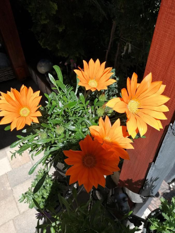 Usis_Ferienwohnung Im Harz Quedlinburg Esterno foto